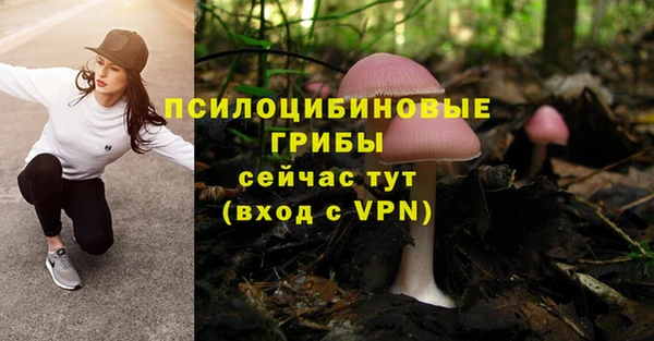 хмурый Ессентукская